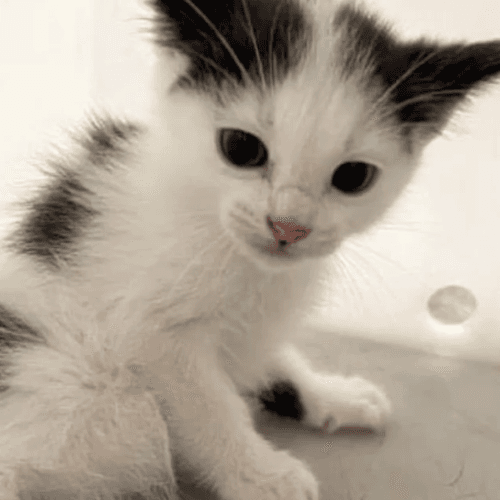 dottie