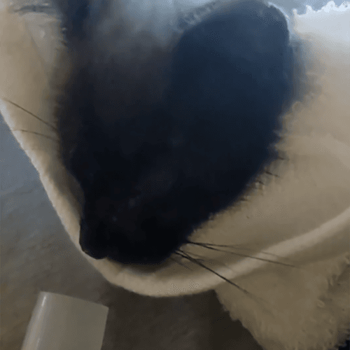 StickyNebulizer