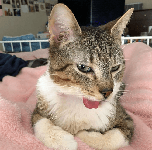 harvey
