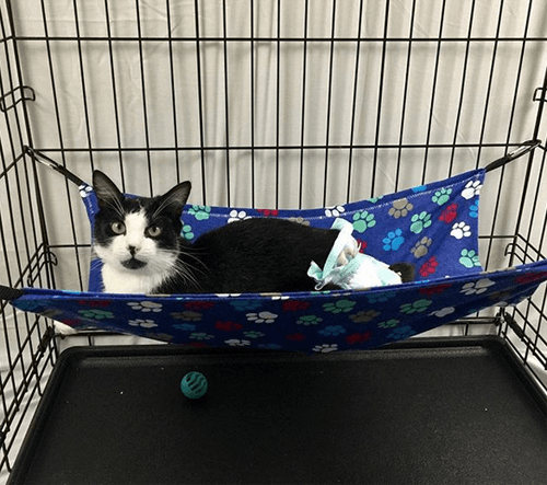 figaro