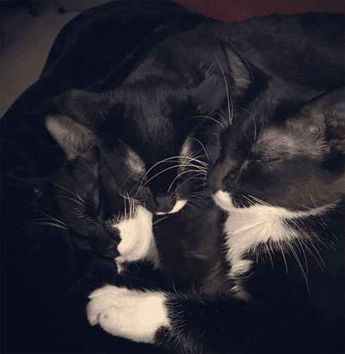 tuxies
