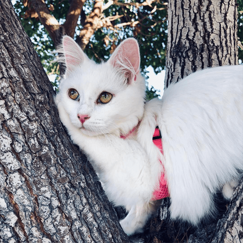 khaleesi
