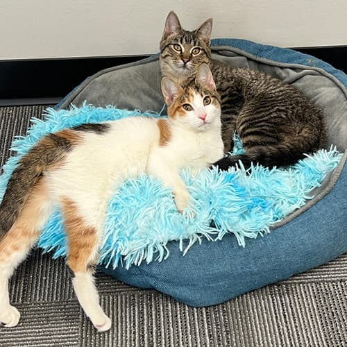 LivvyAndHuxley