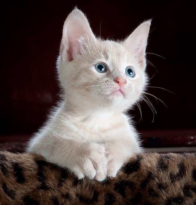 kitty-551554_960_720