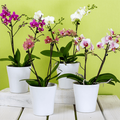 orchids