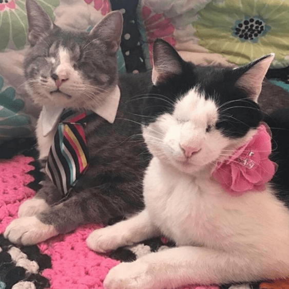 1catpajamas