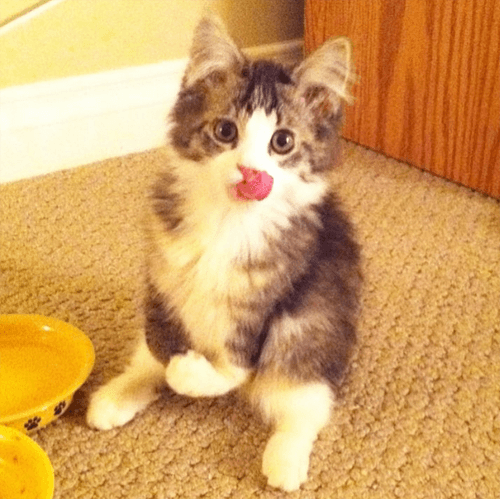 pippin