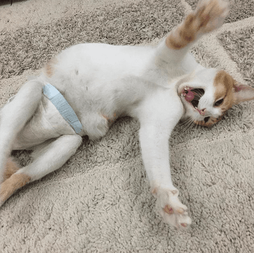 happycat