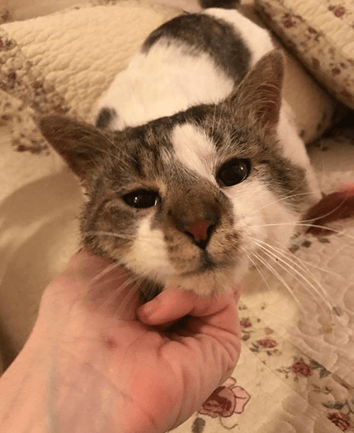 otto