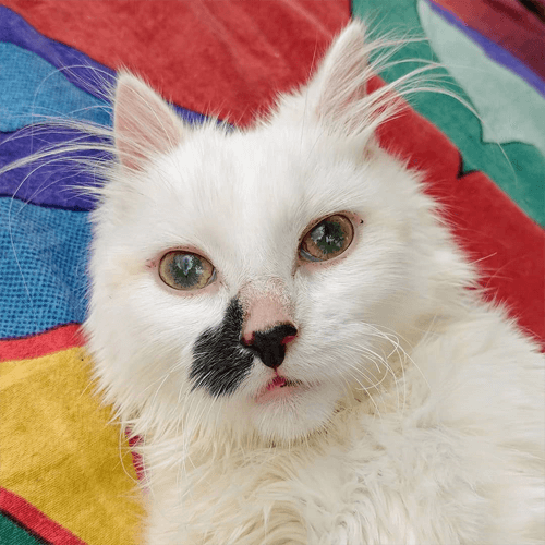 nilla