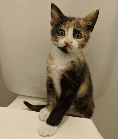 cleo