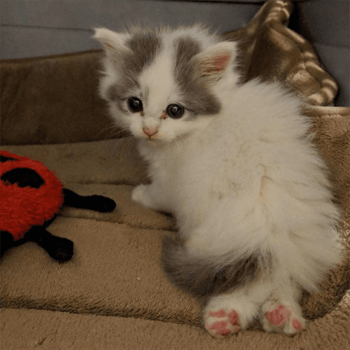 albert
