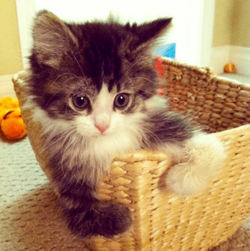 pippin