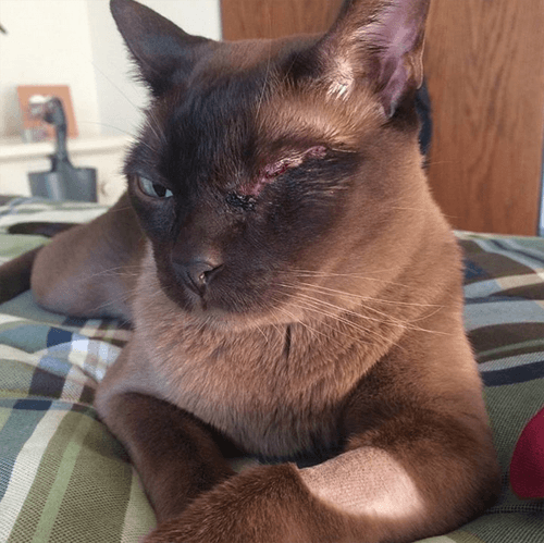 milo