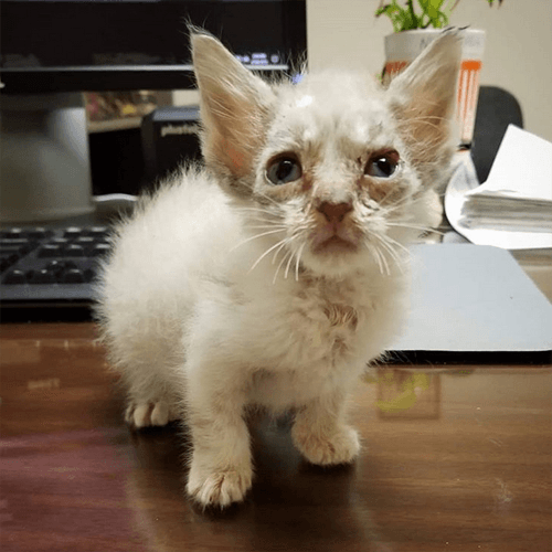 gizmo