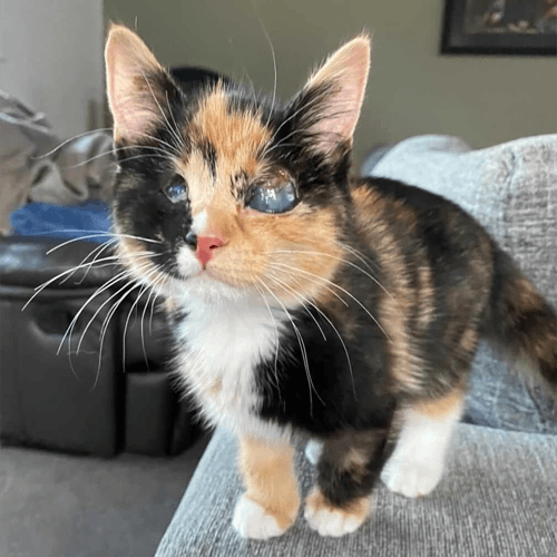 callie