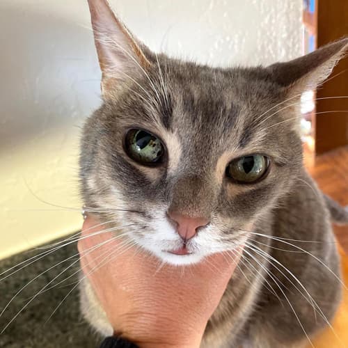 catwithirismelanoma