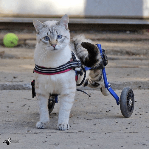 harpurr