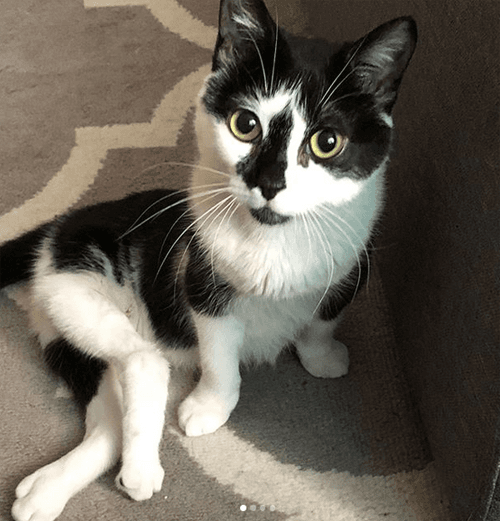 watson