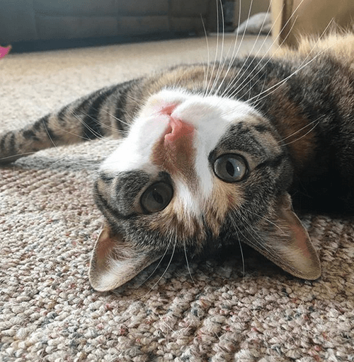 penny