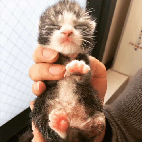 luca