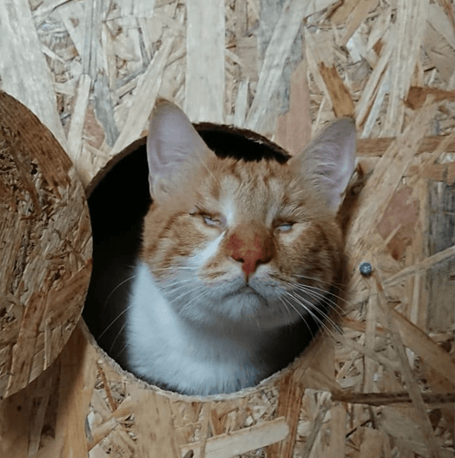 ray