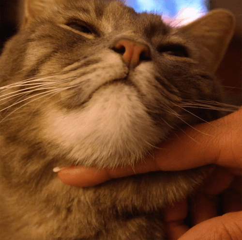 koko