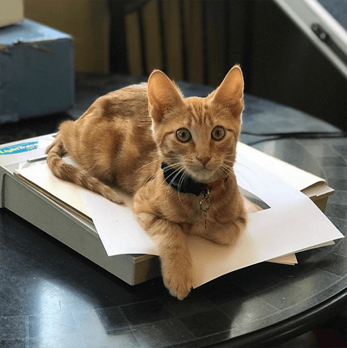 sebastian
