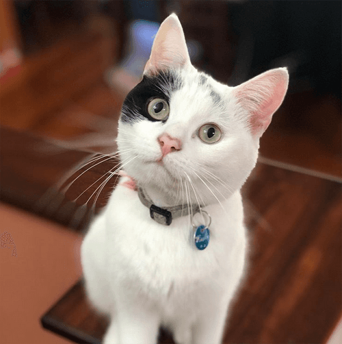 winston