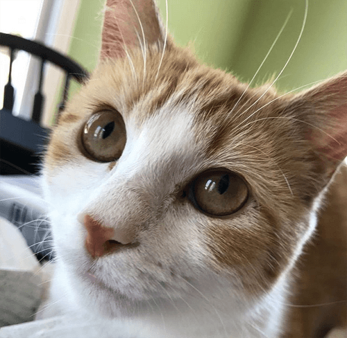 garfield
