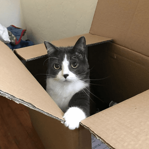 cappy