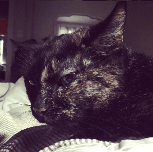 kona