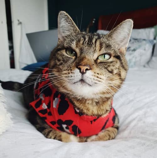 leo