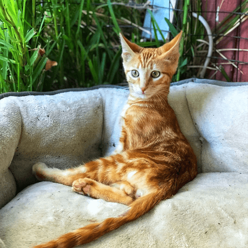 sebastian