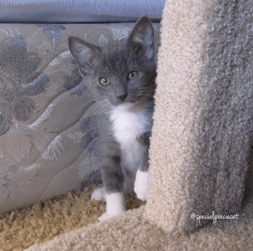gracie
