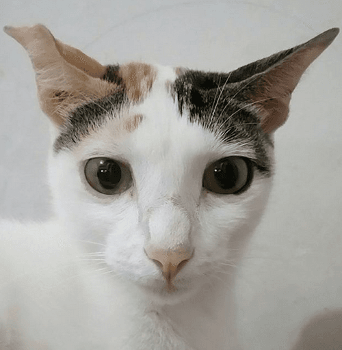 kuku