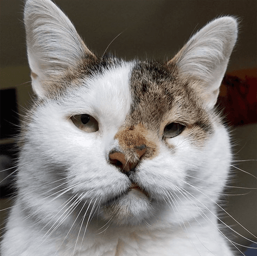 bub