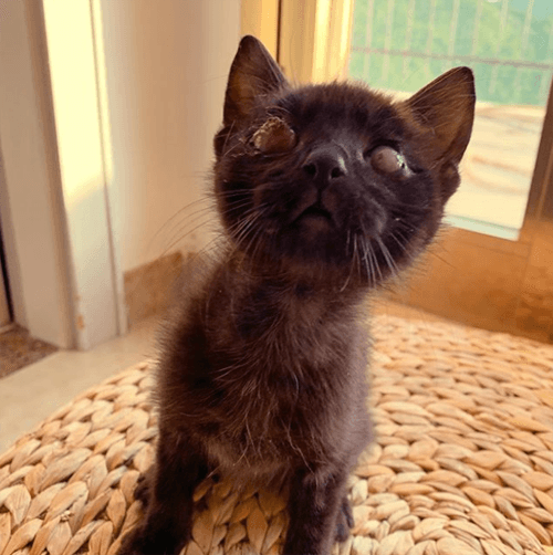 winston