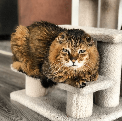 leo