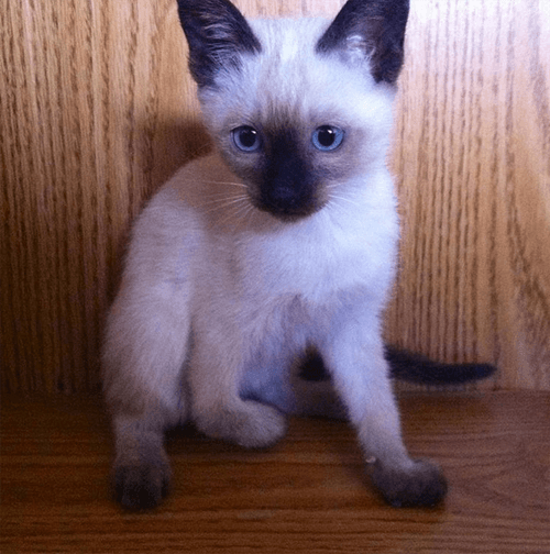 keiko