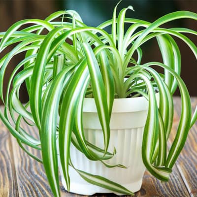 spiderplant