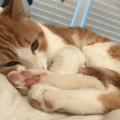 garfield