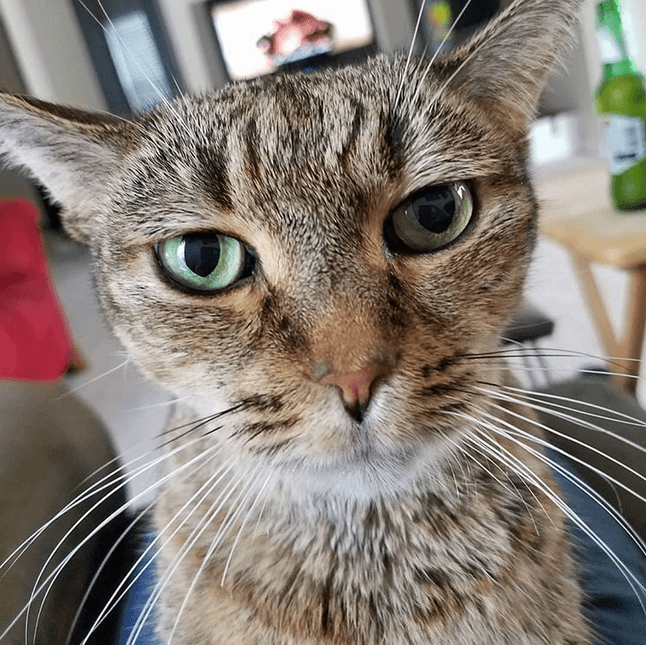 mitsyfeature