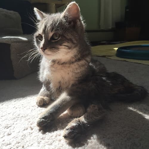 hugo