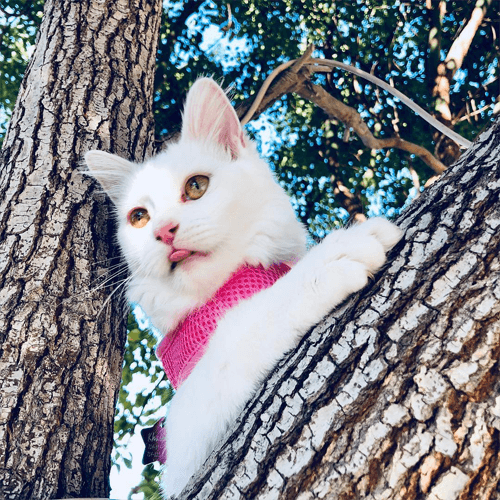 khaleesi