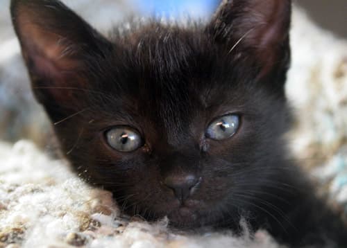 black cats kittens feature
