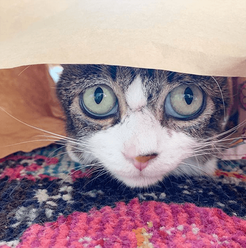 marmie