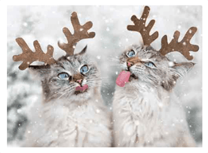 catchristmascards