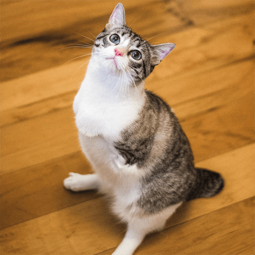 Roux