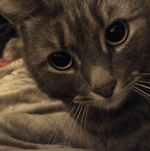koko